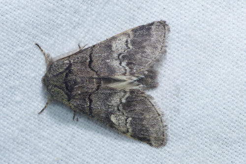 Drymonia querna