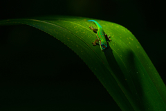 Phelsuma cepediana