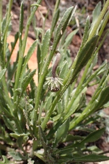 Arctotis lanceolata