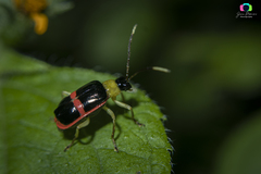Paratriarius