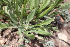 Arctotis lanceolata