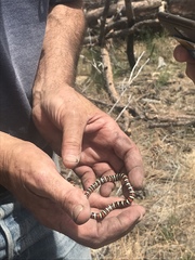 Lampropeltis multifasciata