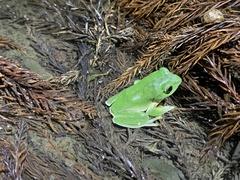 Zhangixalus taipeianus