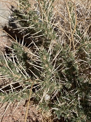 Astragalus spinosus
