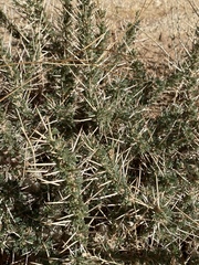 Astragalus spinosus