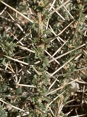 Astragalus spinosus