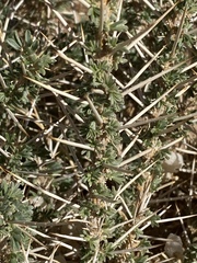 Astragalus spinosus