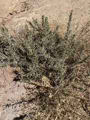 Astragalus spinosus