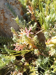 Chenolea diffusa