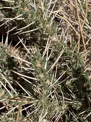 Astragalus spinosus