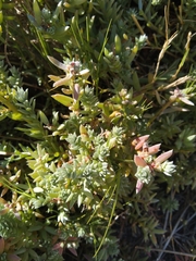 Chenolea diffusa