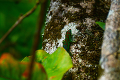 Phelsuma cepediana