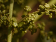 Melicope lunu-ankenda