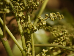 Melicope lunu-ankenda