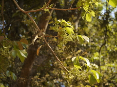 Melicope lunu-ankenda