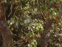 Melicope lunu-ankenda