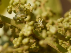 Melicope lunu-ankenda