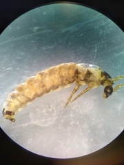 Glossosoma