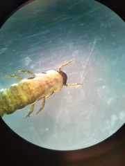 Glossosoma