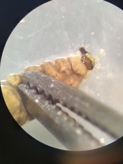 Glossosoma