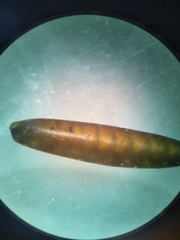 Glossosoma