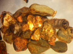 Glossosoma