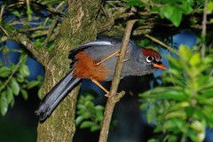 Pterorhinus mitratus