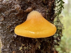 Sarcomyxa edulis