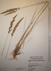 Calamagrostis inexpansa