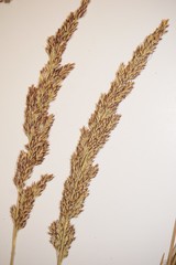 Calamagrostis inexpansa
