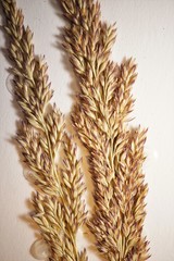 Calamagrostis inexpansa
