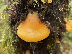 Sarcomyxa edulis