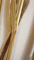 Calamagrostis inexpansa