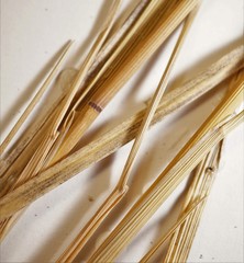 Calamagrostis inexpansa