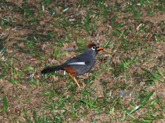 Pterorhinus mitratus