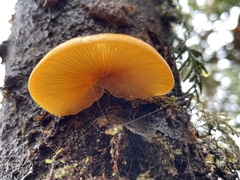 Sarcomyxa edulis