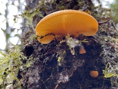 Sarcomyxa edulis