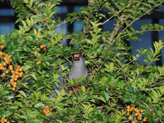 Pterorhinus mitratus