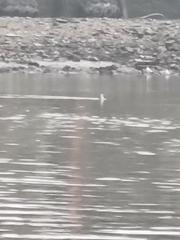 Podiceps cristatus