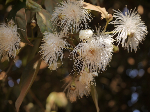Syzygium hemisphericum observed 2012-02-18