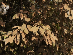 Syzygium hemisphericum