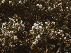 Syzygium hemisphericum