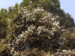 Syzygium hemisphericum