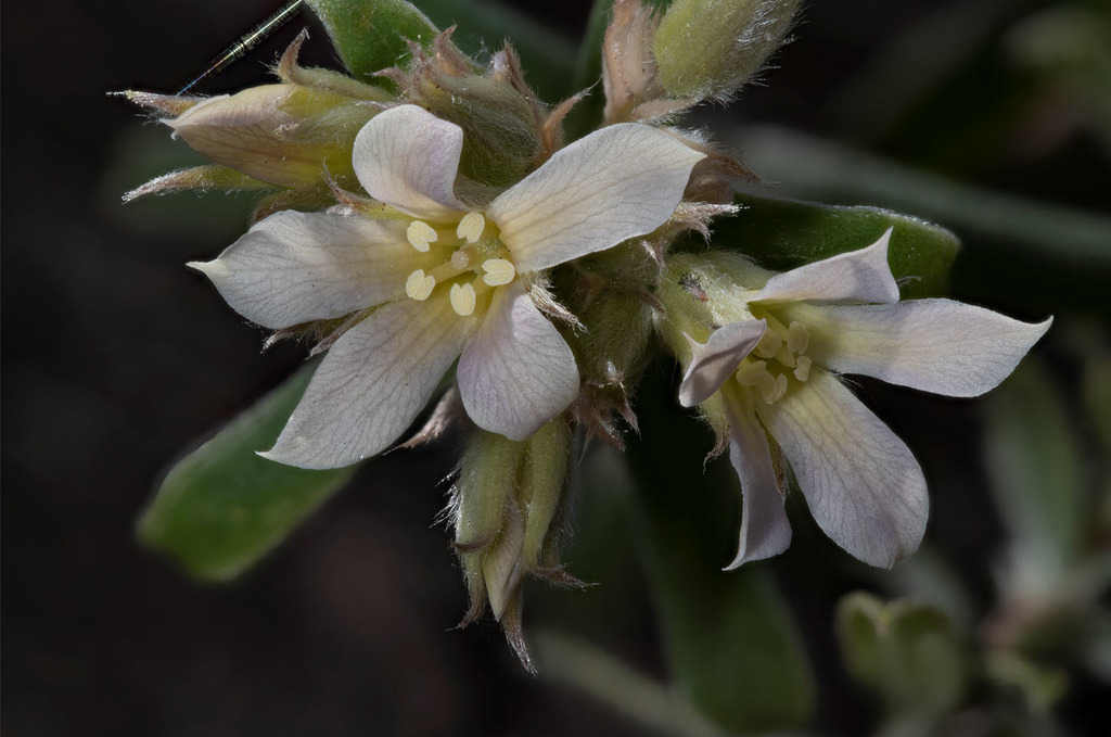 Billardiera venusta
