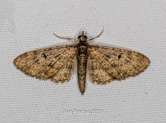 Eupithecia