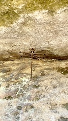 Telephlebia godeffroyi