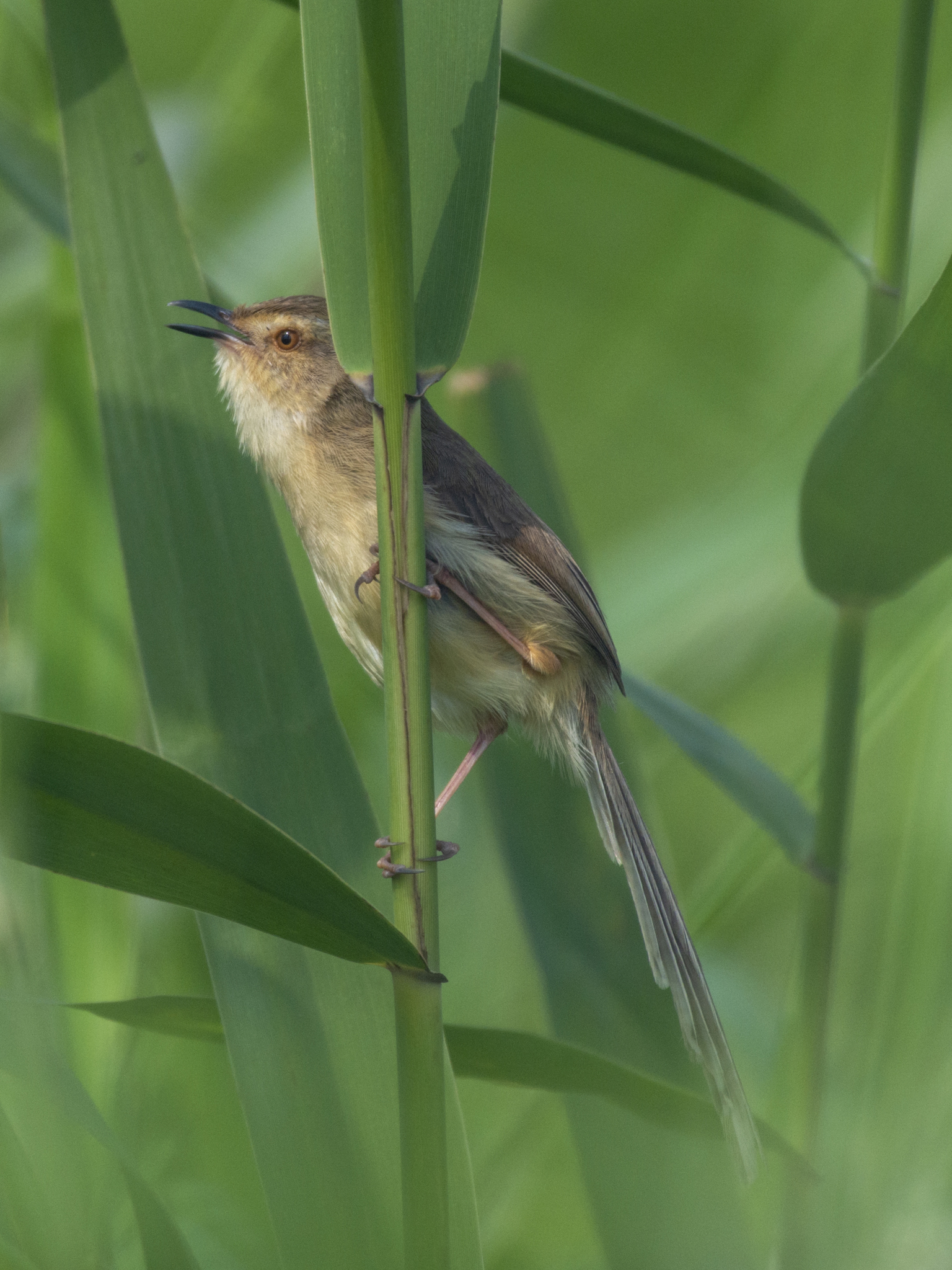 Plain Prinia