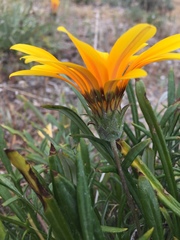 Gazania linearis