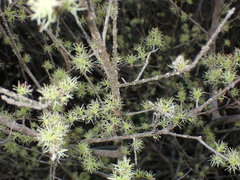 Forestiera segregata segregata