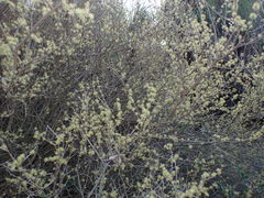 Forestiera segregata segregata